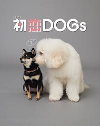 初恋DOGs ︴TBS7月期火曜ドラマ《公式》 | 📢 🐾 ─ ─ ─ ─ ─ ─ ─ 𝟽月ⓈⓉⒶⓇⓉ火曜ドラマ 『#初恋DOGs』 ─ ─ ─ ─ ─ ─ ─ 🫶🏼 愛犬同士の一目ぼれから始まる!? そんな可愛らしい愛犬2匹をご紹介🤍゛ ▫️愛子(#清原果耶 )の愛犬のサクラ... | Instagram